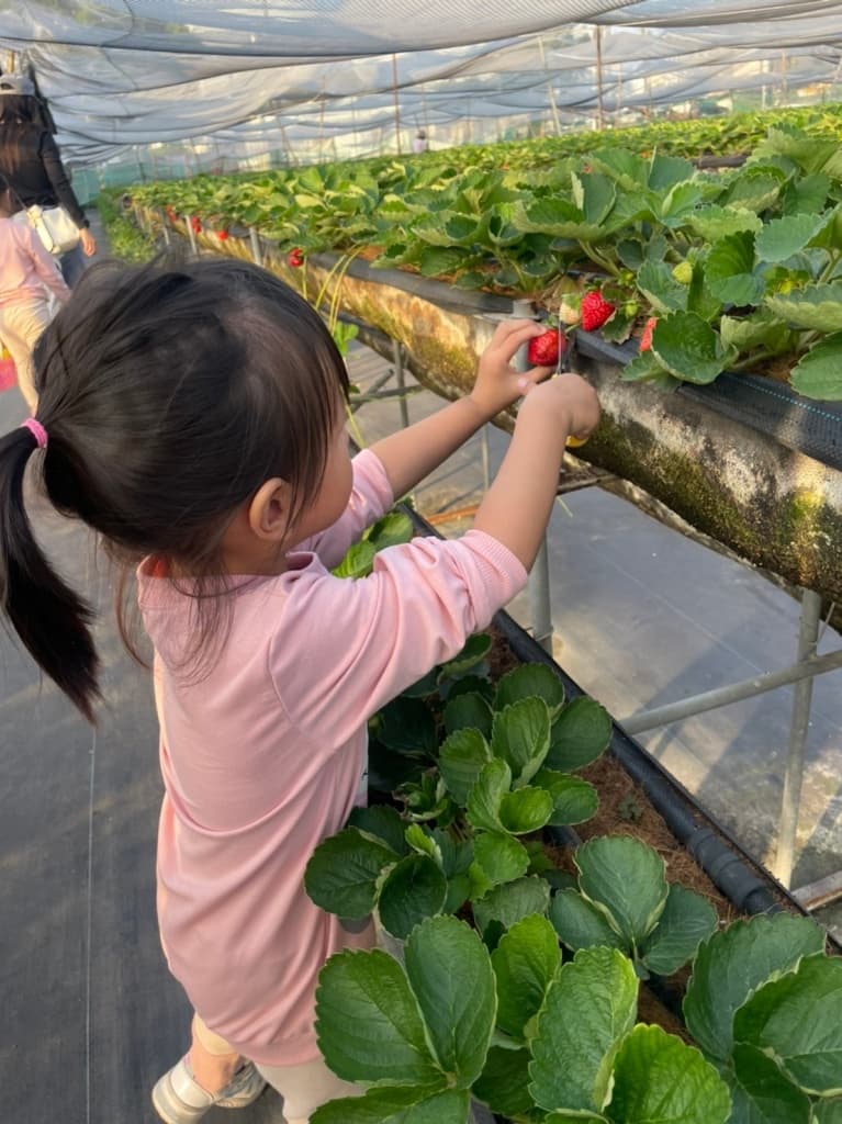 台南採草莓推薦 晴光草莓園5