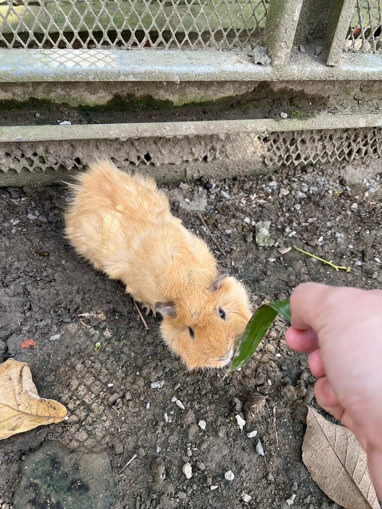 台中親子農場 京葉馬場兔樂園 05