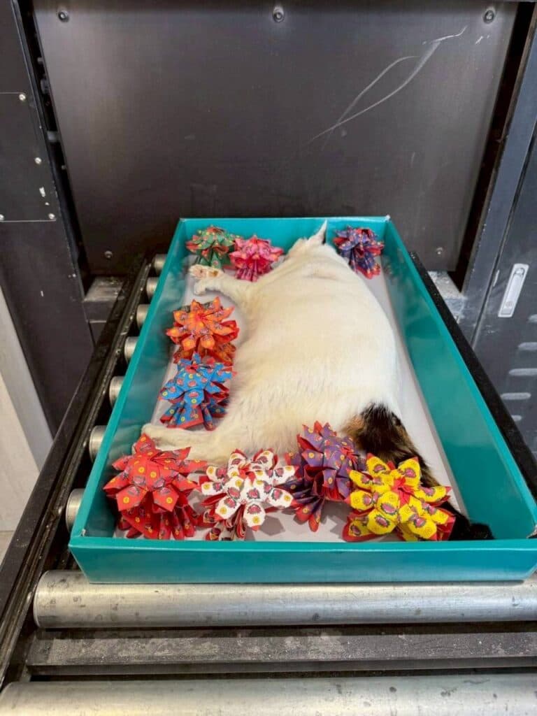 台中寵物殯葬_翡翠森林寵物天堂: 寵物安樂園推薦,寵物殯葬服務_2026-03-06_7