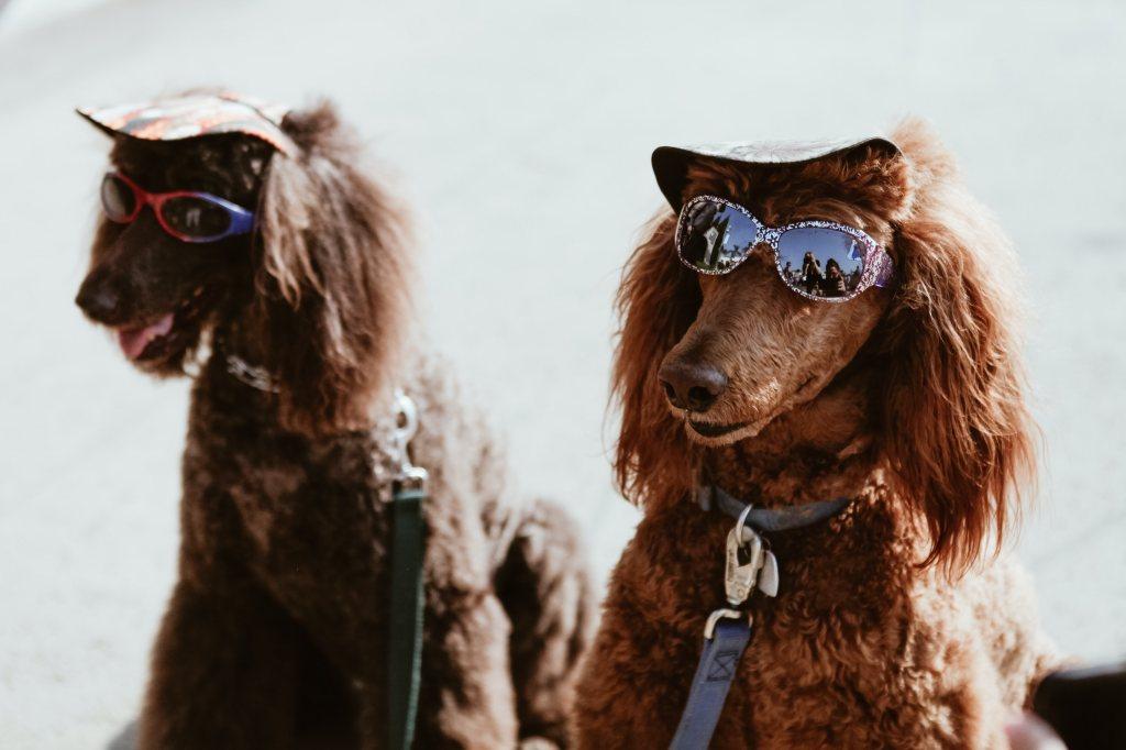 Taichung Pet Paradise Recommendations|Run on the Grass, Swim in the Pool! 4 Taichung Dog Parks Reviewed