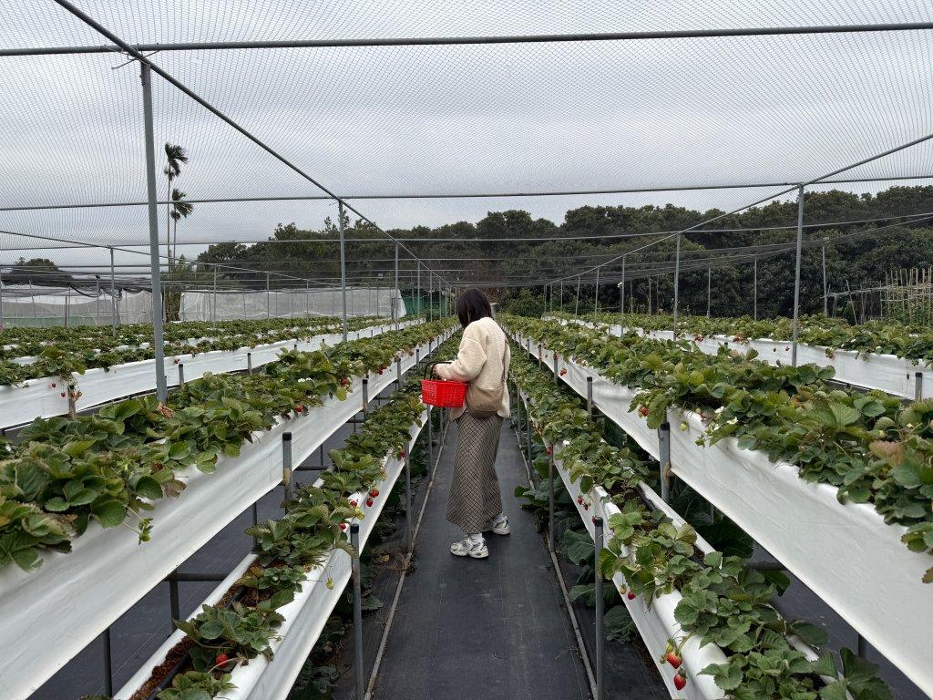 台中採草莓推薦 大雅草莓園2