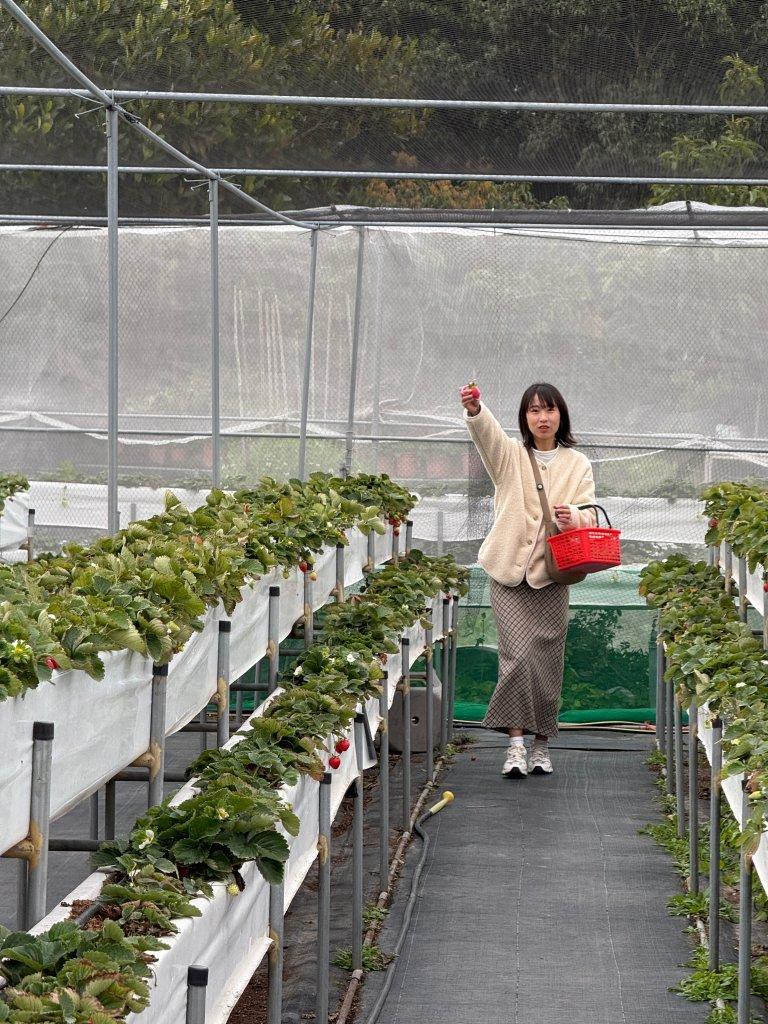 台中採草莓推薦 大雅草莓園3