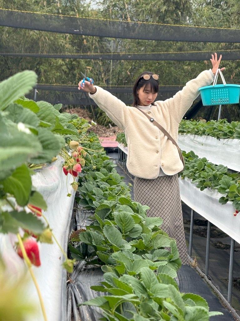 草莓世界