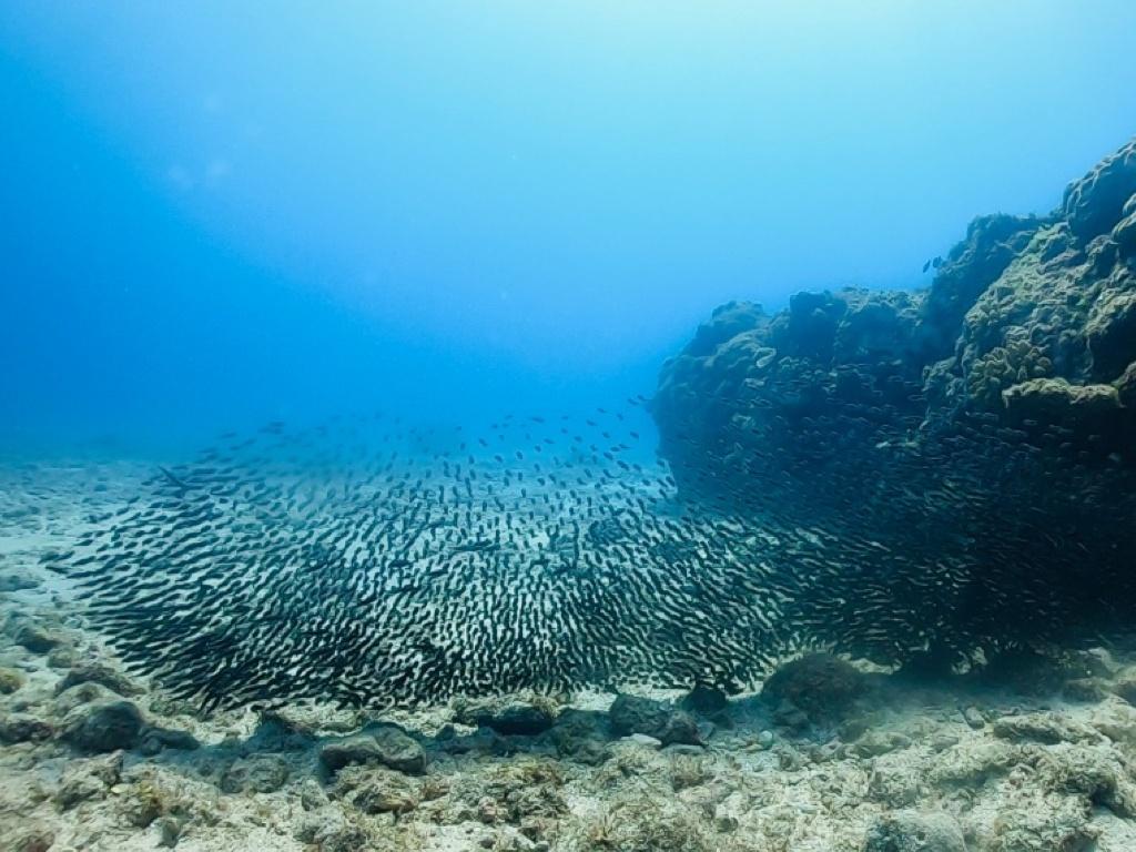 Explore marine life with a writing slate