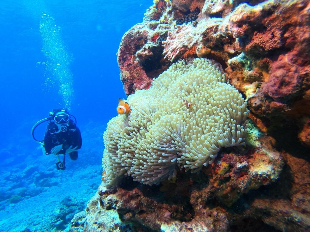 ็ถ ๅณถๆฝๆฐดๆจ่ฆ ๆตทๅญใปOcean Rover2