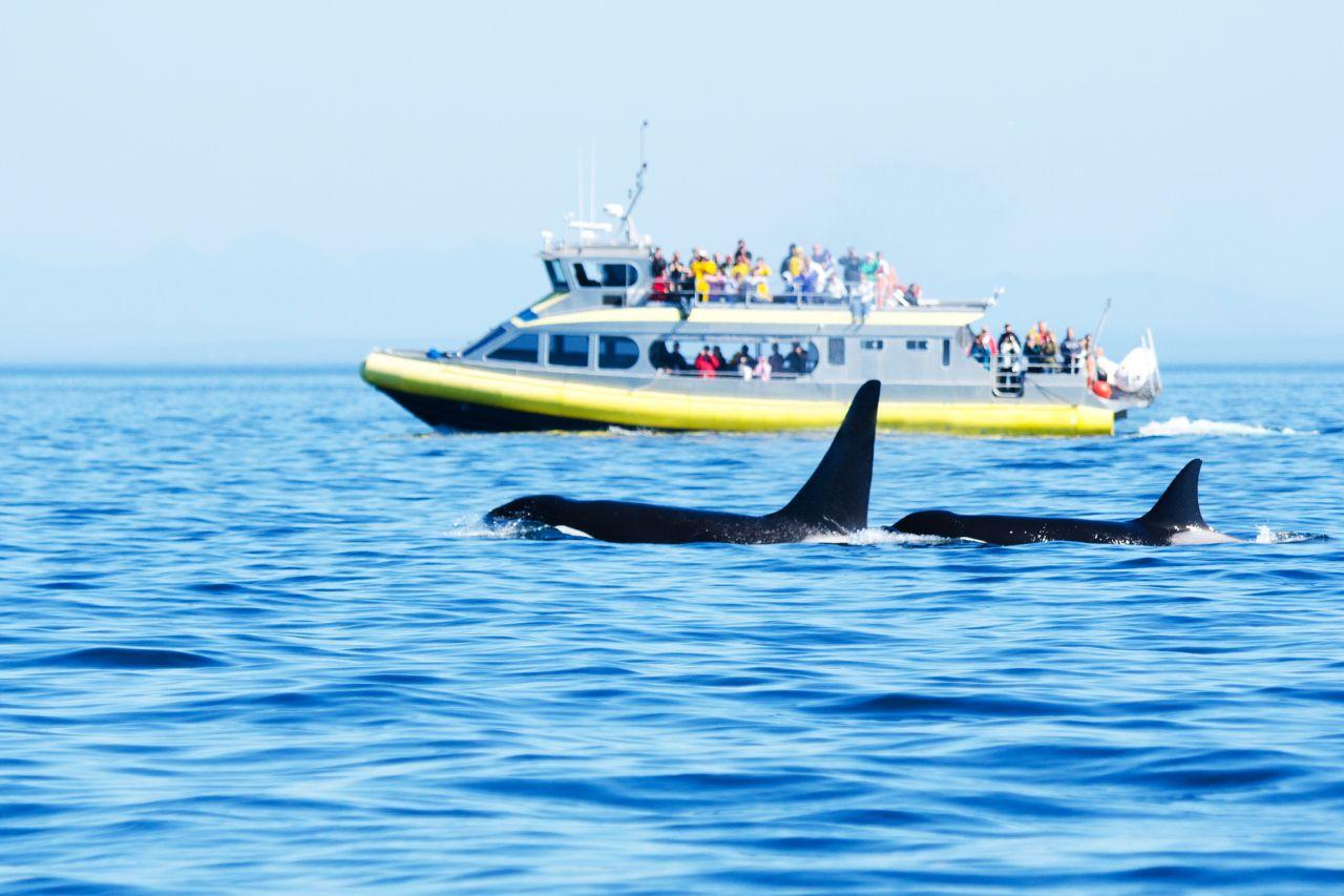 Whale Watching