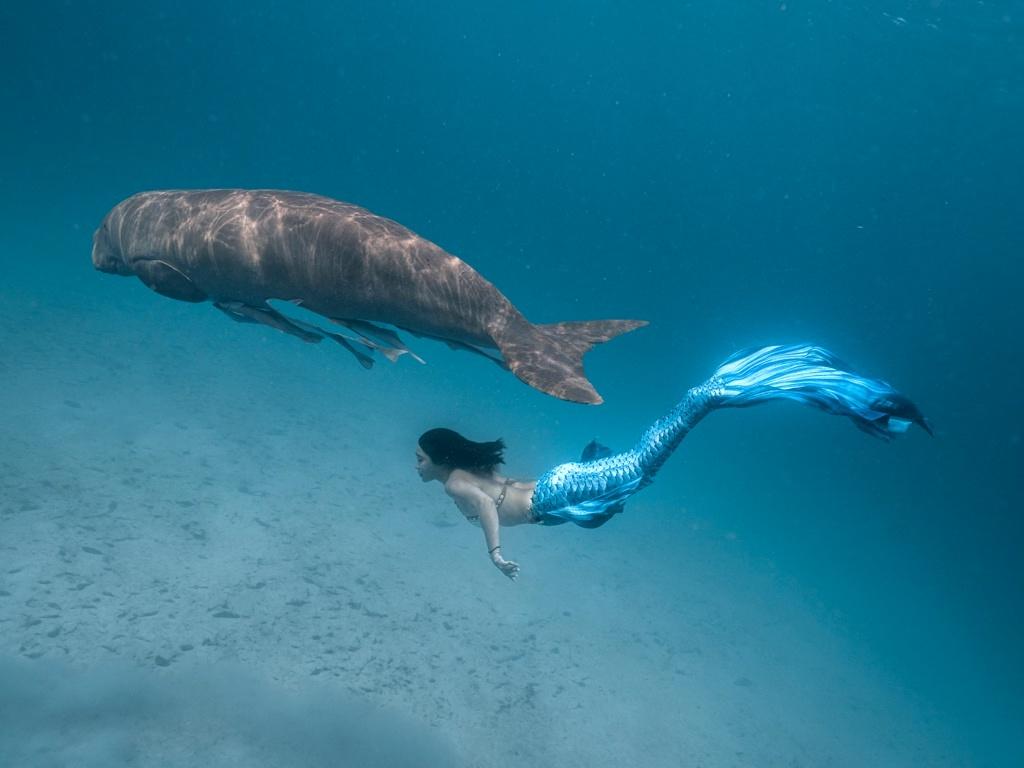 進階人魚課程:海洋訓練