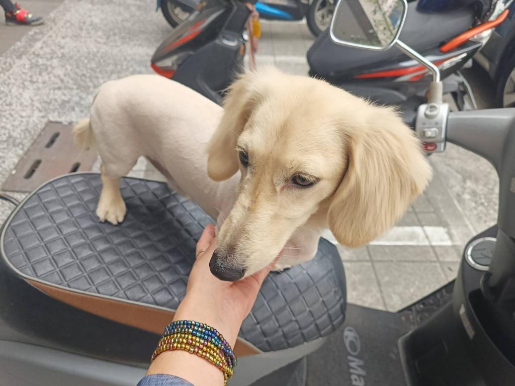 高雄寵物美容推薦 歐比寵物美容生活館2
