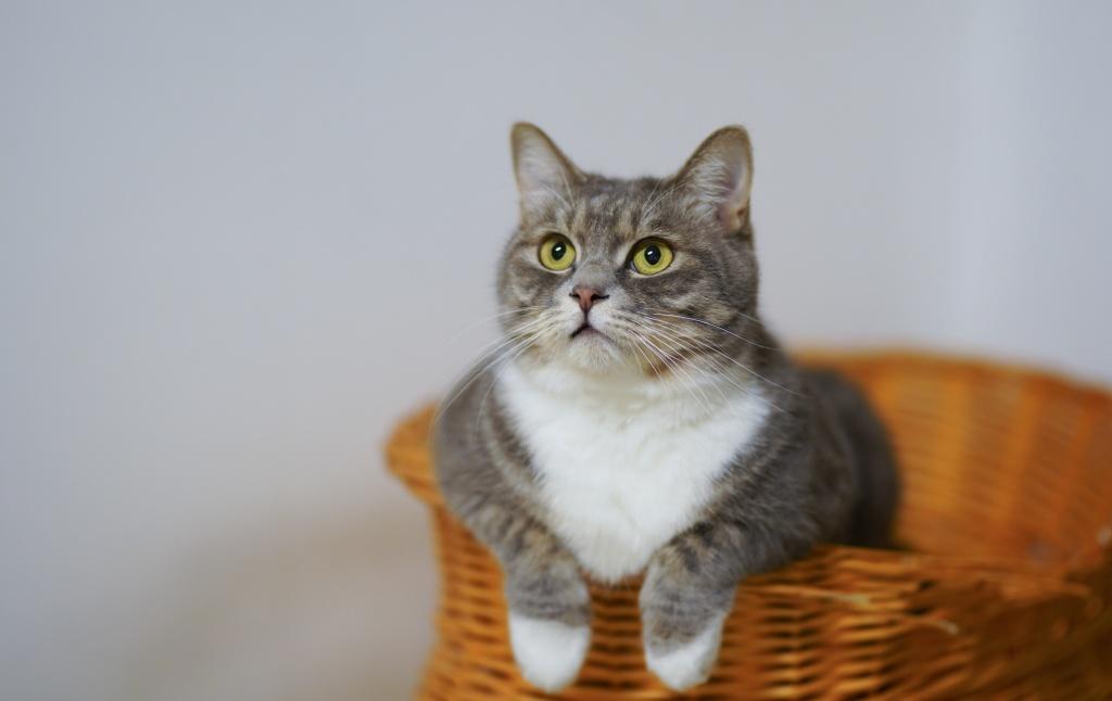 Taichung Cat Grooming Recommendations|Pamper Your Feline Friend: 6 Taichung Cat Grooming Salons Reviewed