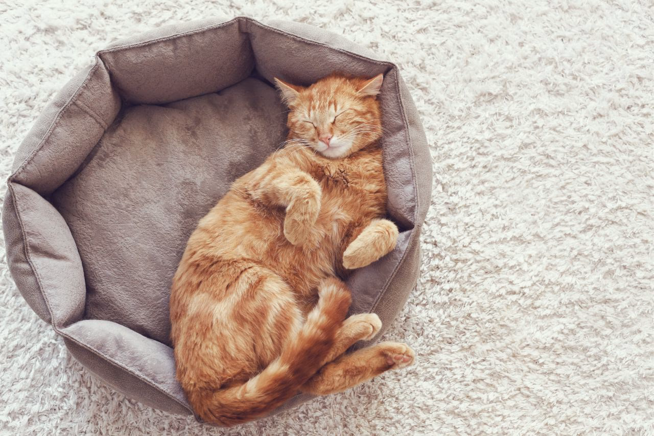 타이베이 고양이 숙소 추천|고양이 시터에게 안심하고 맡길 수 있는 타이베이 고양이 호텔 6곳 비교