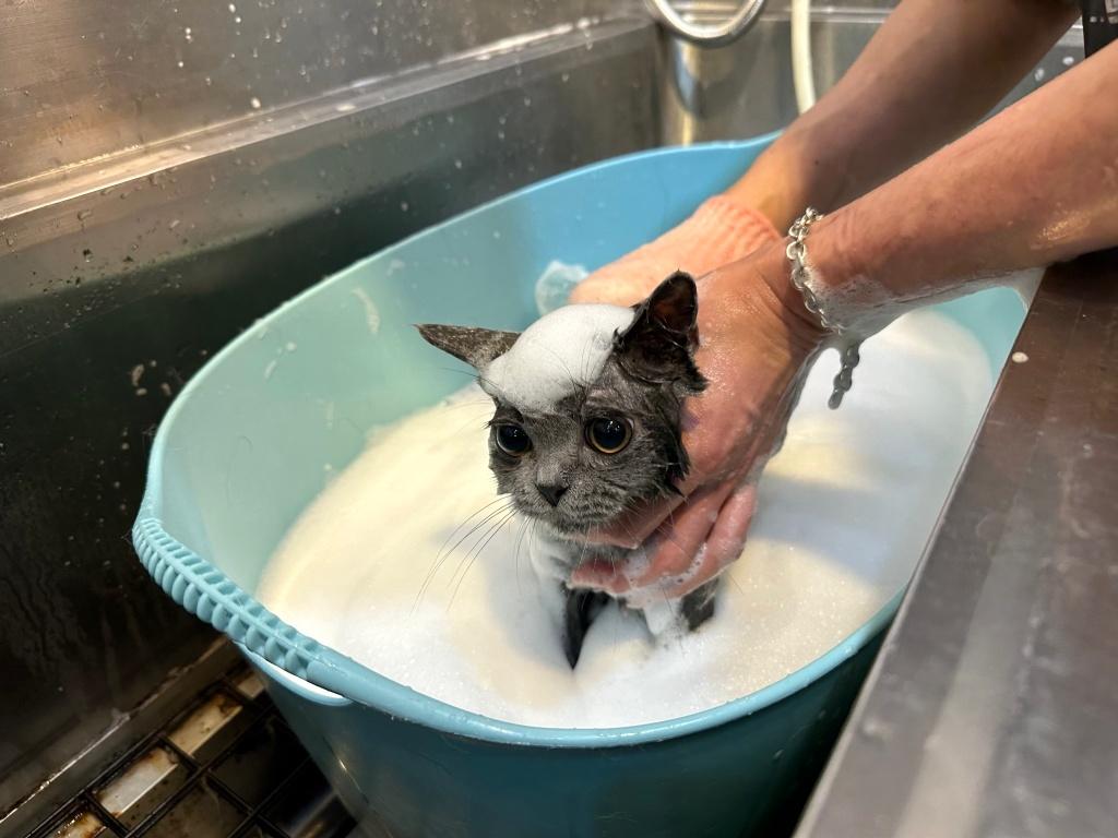 台北貓咪美容推薦 安怡喵