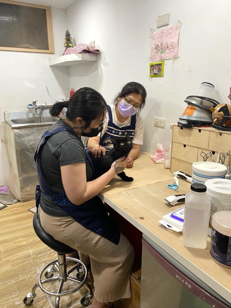 台北貓咪美容推薦 貓云殿