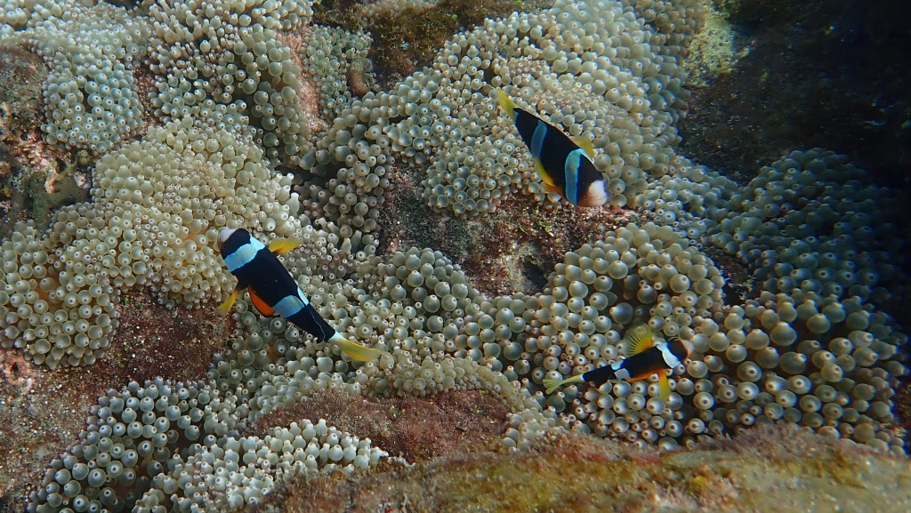 澎湖潛水推薦 海洋途徑2