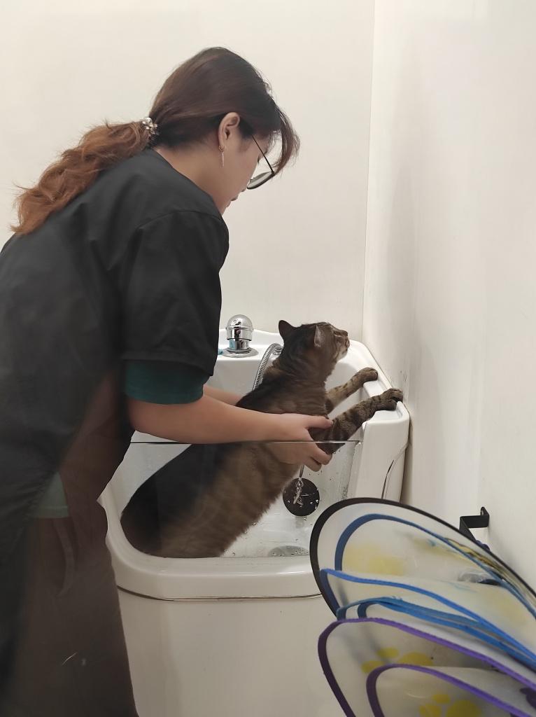 貓後苑 台北貓咪美容推薦4
