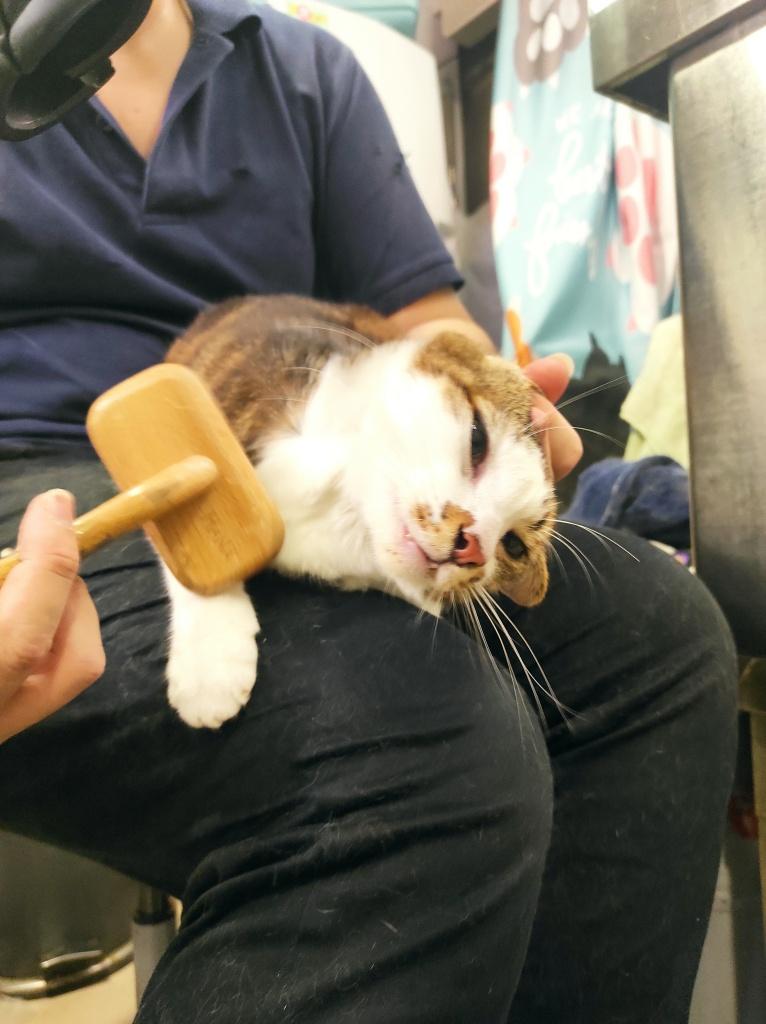 逗貓坊 台北貓咪美容推薦3
