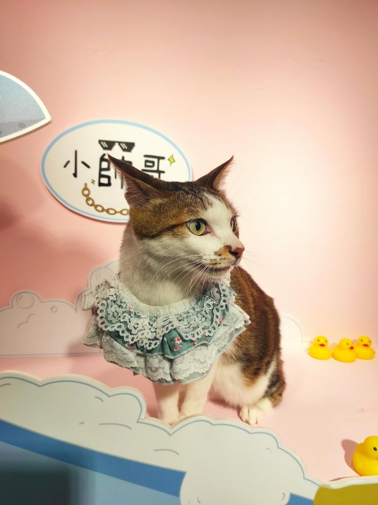 逗貓坊 台北貓咪美容推薦4