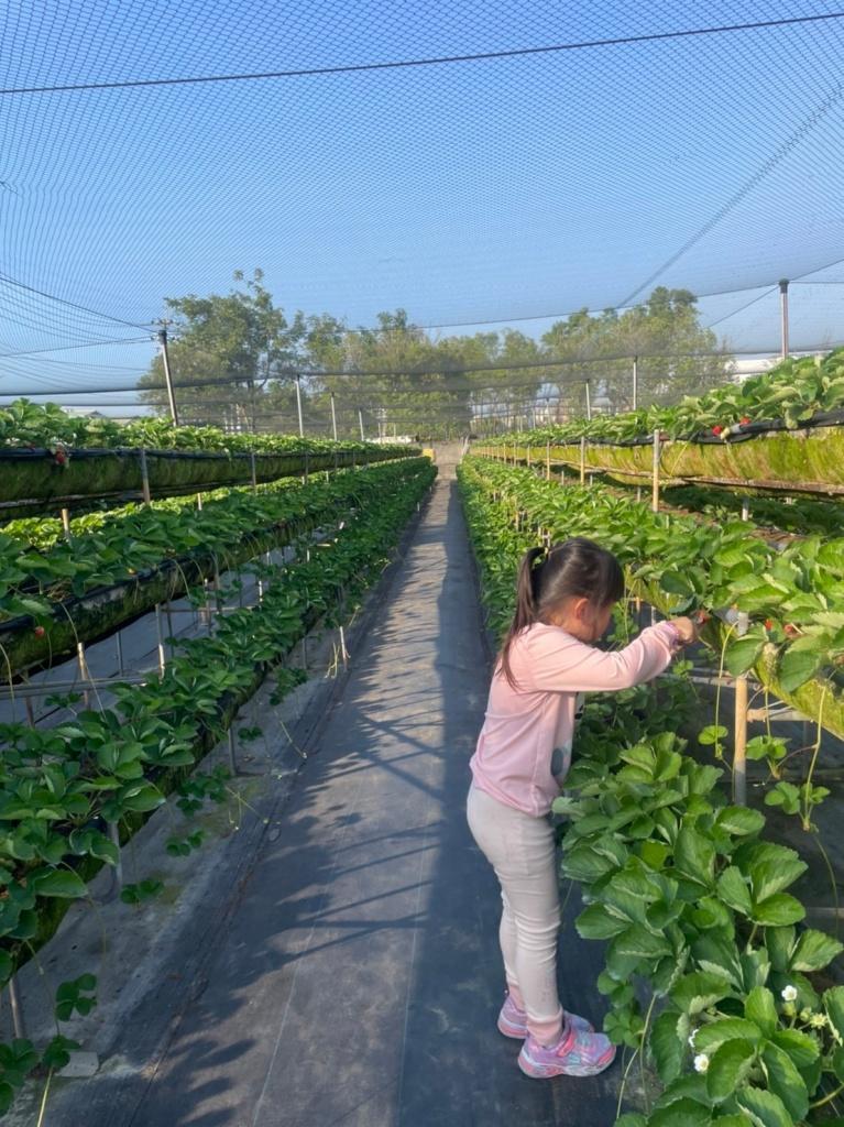 台南採草莓推薦 美裕草莓園2