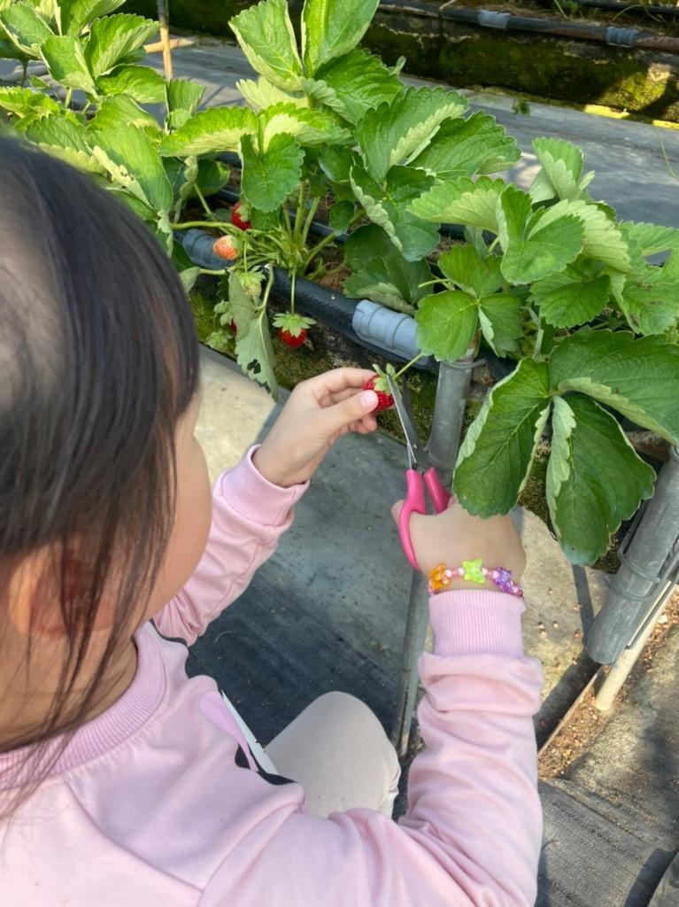 台南採草莓推薦 美裕草莓園3