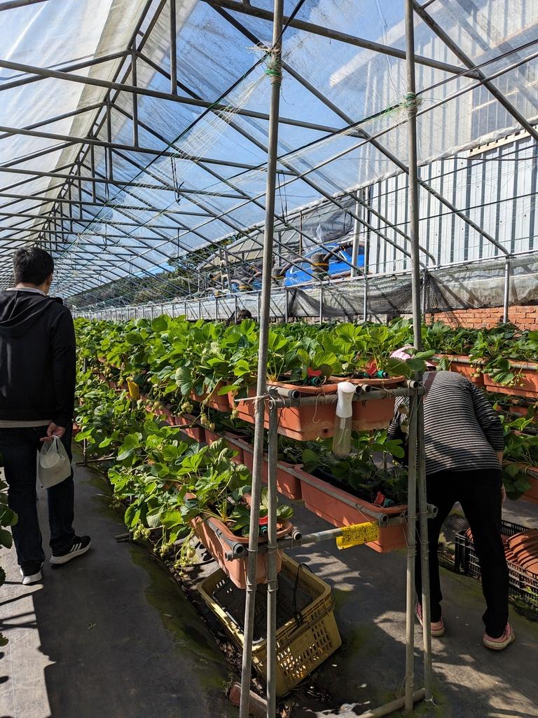 台北採草莓 內湖草莓園 02