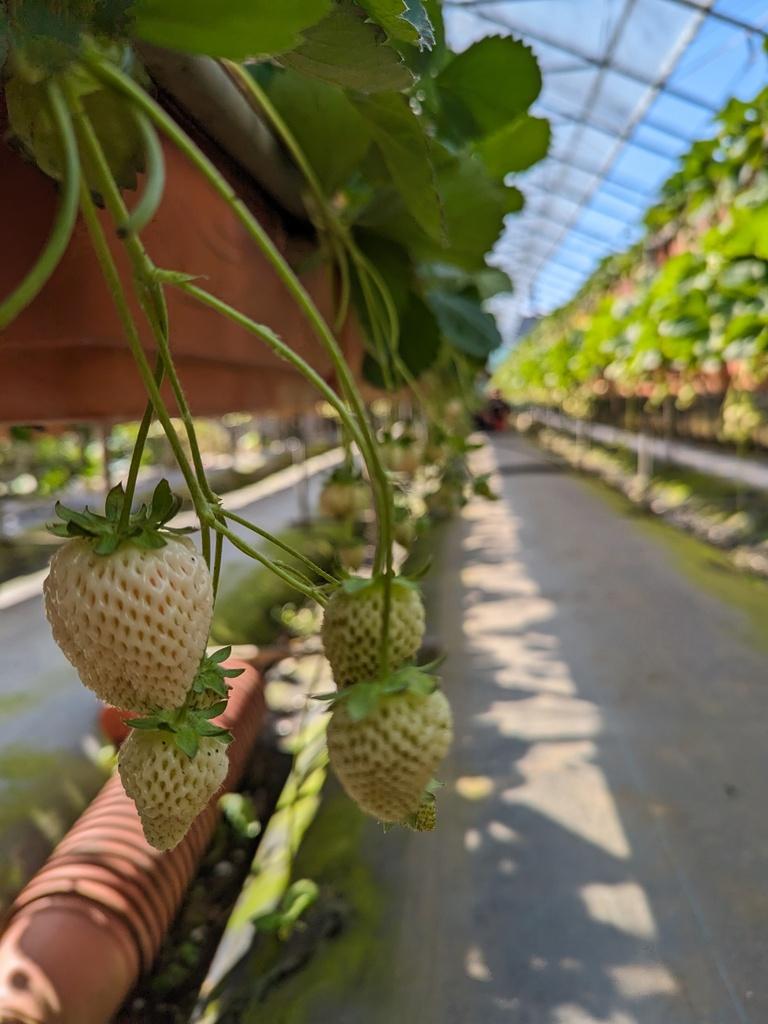 台北採草莓 內湖草莓園 03