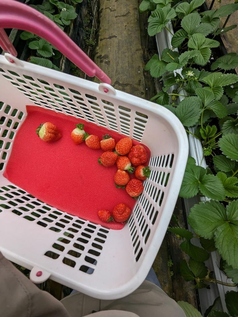安泰草莓園