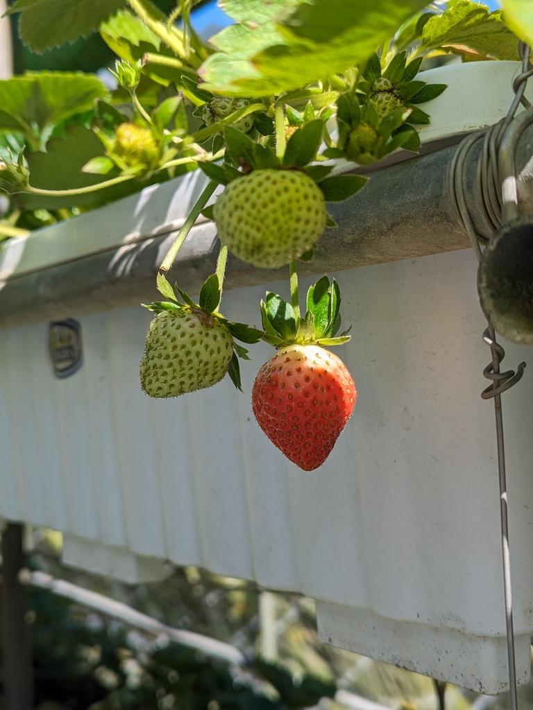東林草莓園