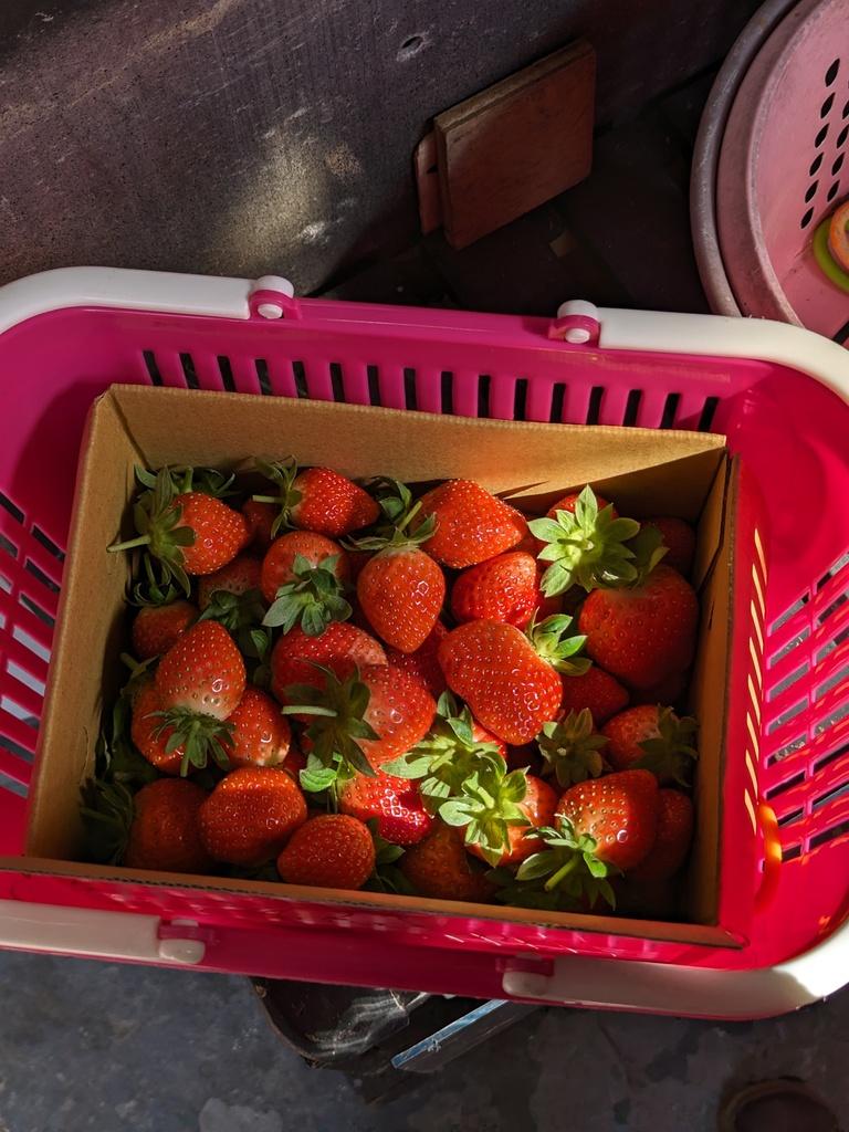 台北採草莓 美麗田草莓園 01