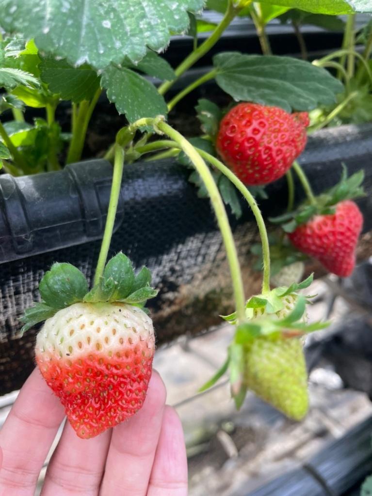 大安草莓家園