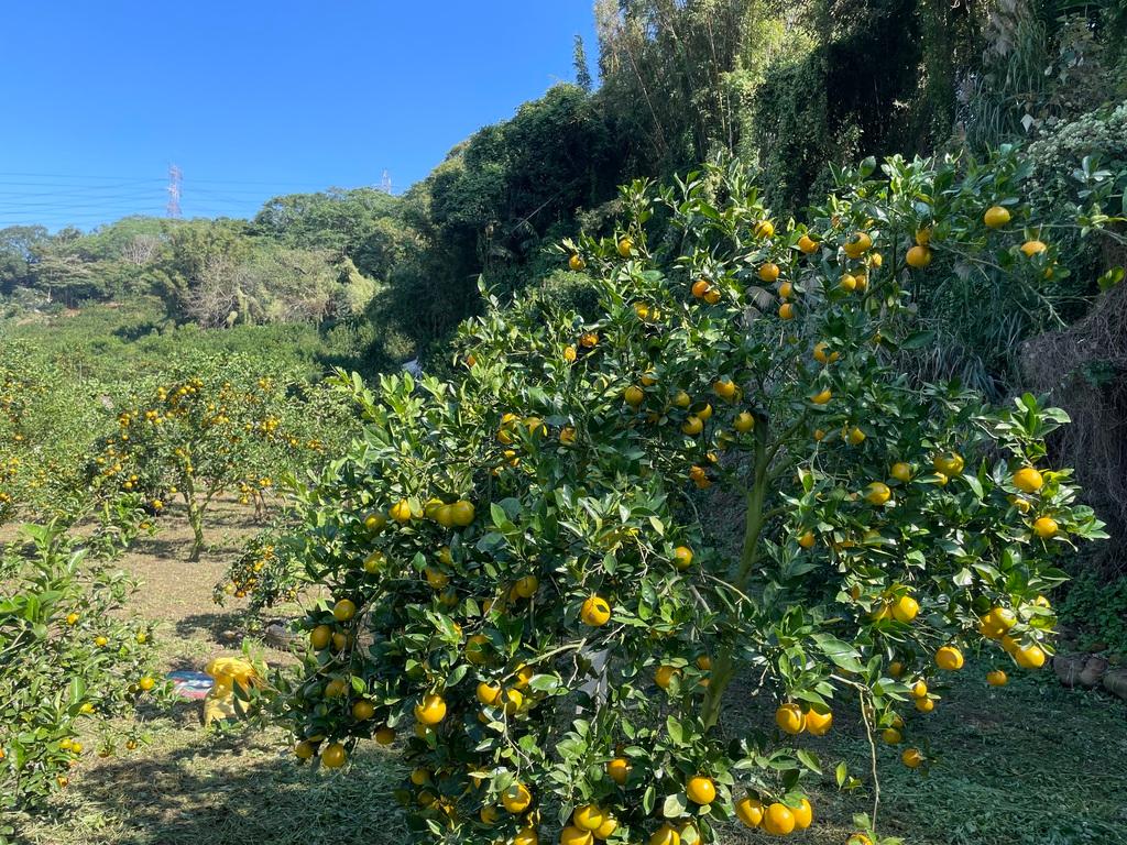 新埔鹿鳴坑綜合觀光果園
