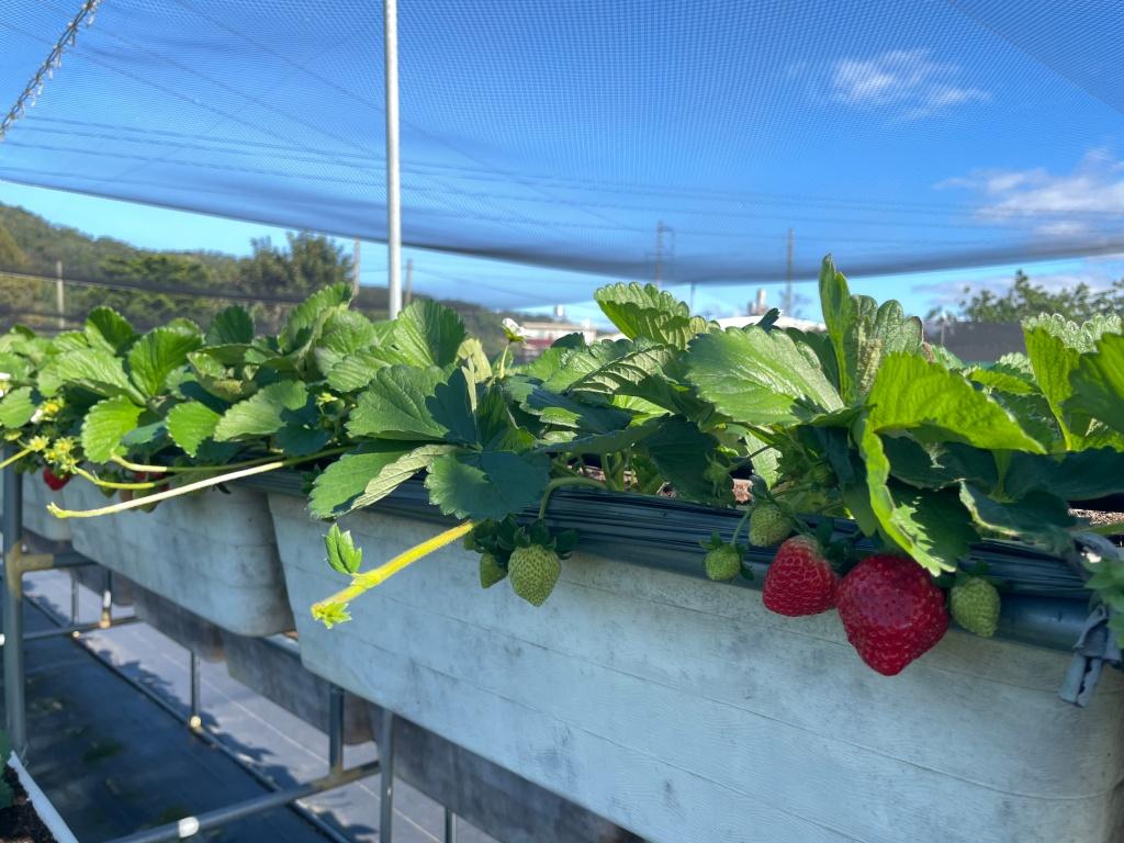 新竹採草莓推薦 大眾草莓園2