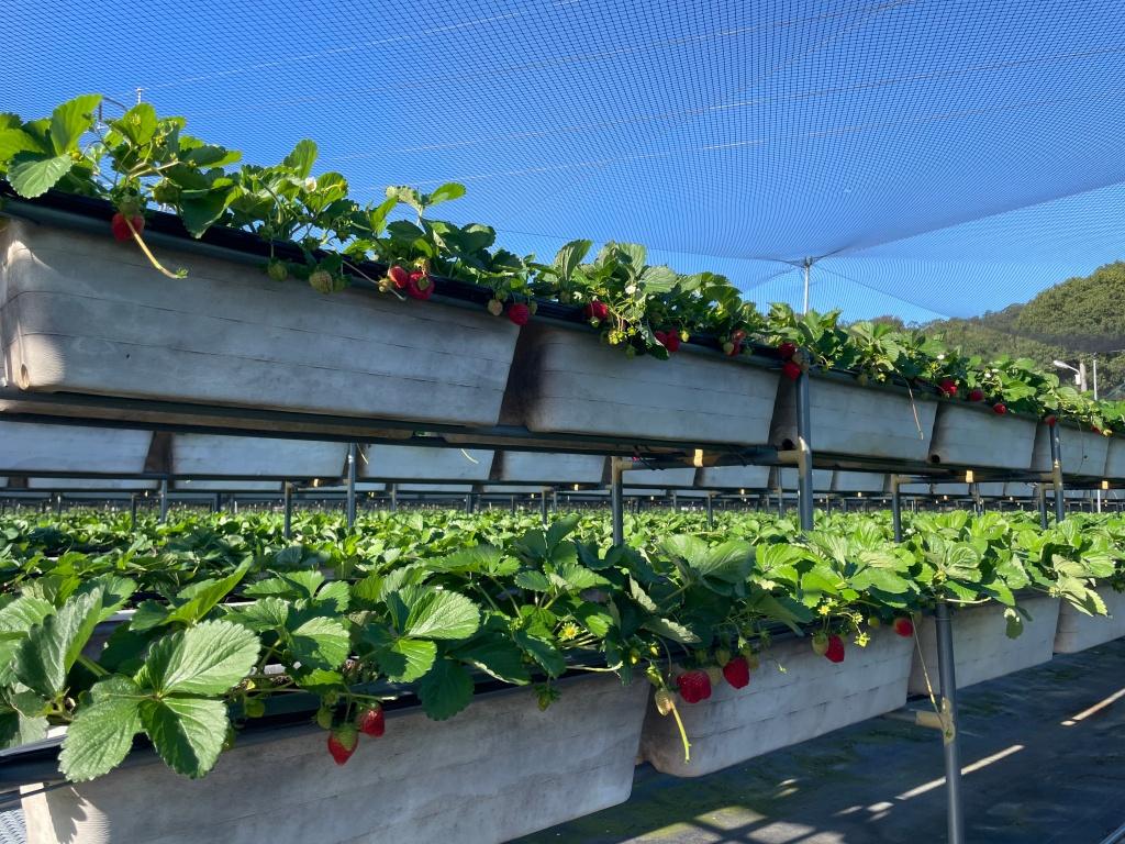 新竹採草莓推薦 大眾草莓園3