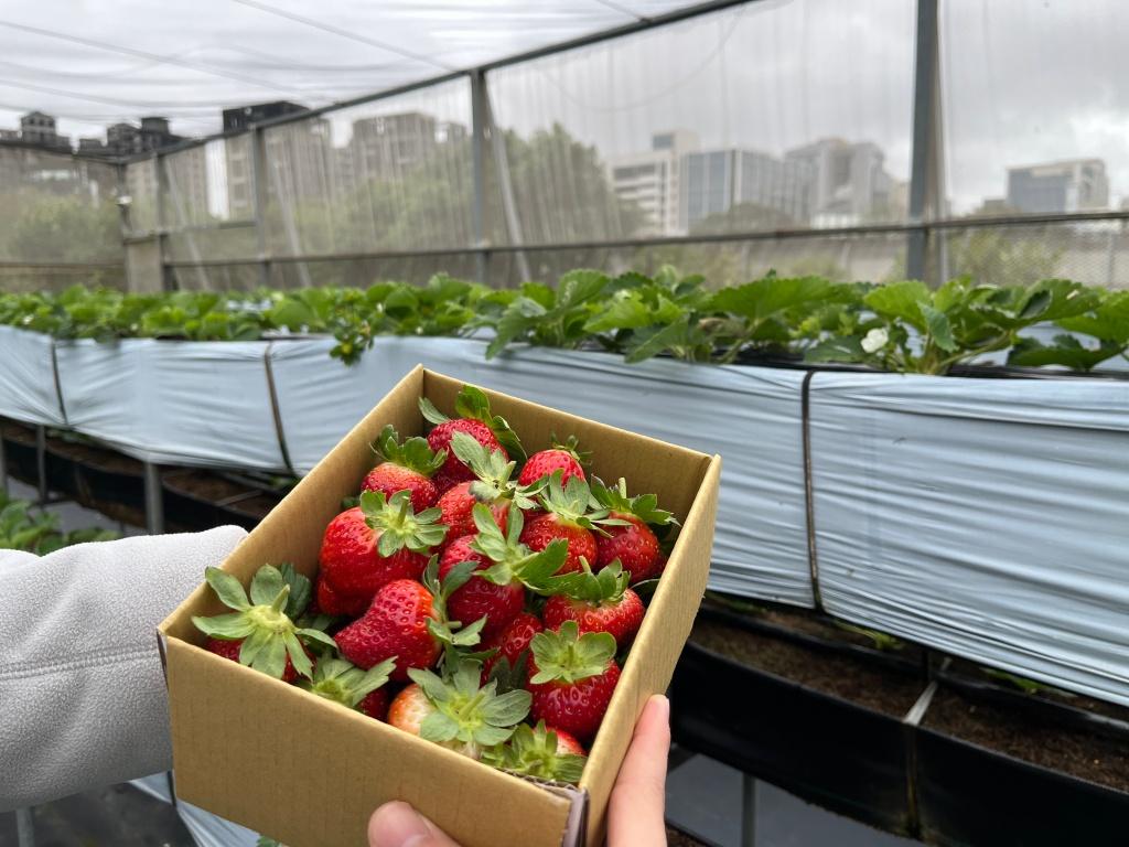 新竹採草莓推薦 親親果農場.2