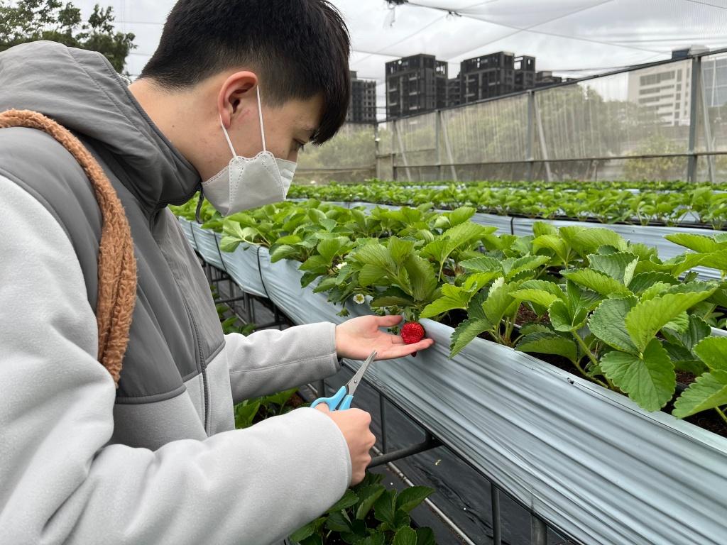 新竹採草莓推薦 親親果農場3