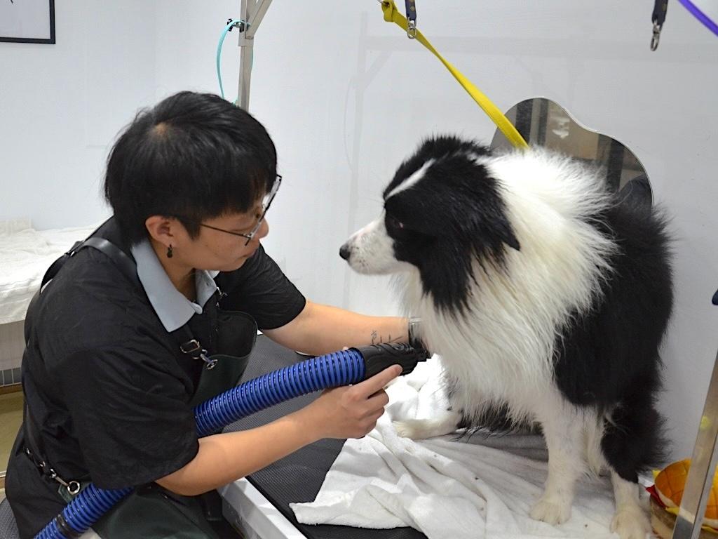 手で乾かしながら、ペットの皮膚の状態もチェックしましょう。