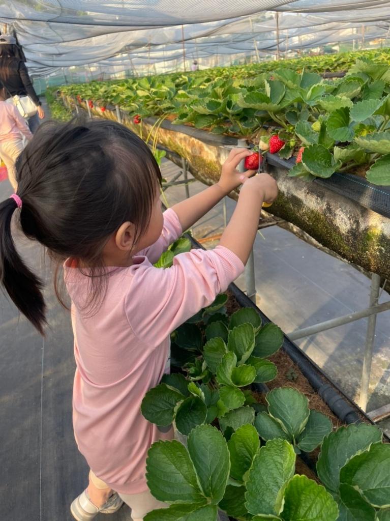 台南採草莓推薦 晴光草莓園5