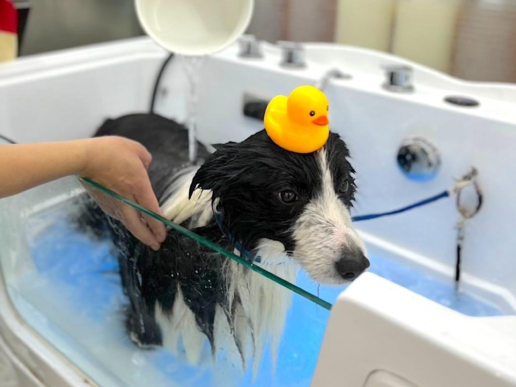 Woof & Meow Pet Grooming Review|A top choice for pet grooming in Nantun, where even highly sensitive pets can enjoy a stress-free bath.
