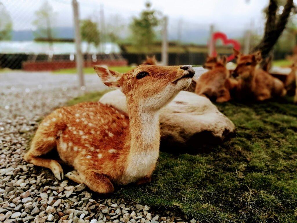 宜蘭免費親子景點推薦 鹿爺爺