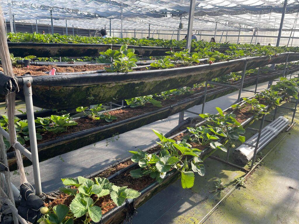 桃園採草莓 中庄農園 02