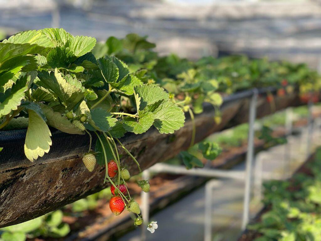 桃園採草莓 中庄農園 05