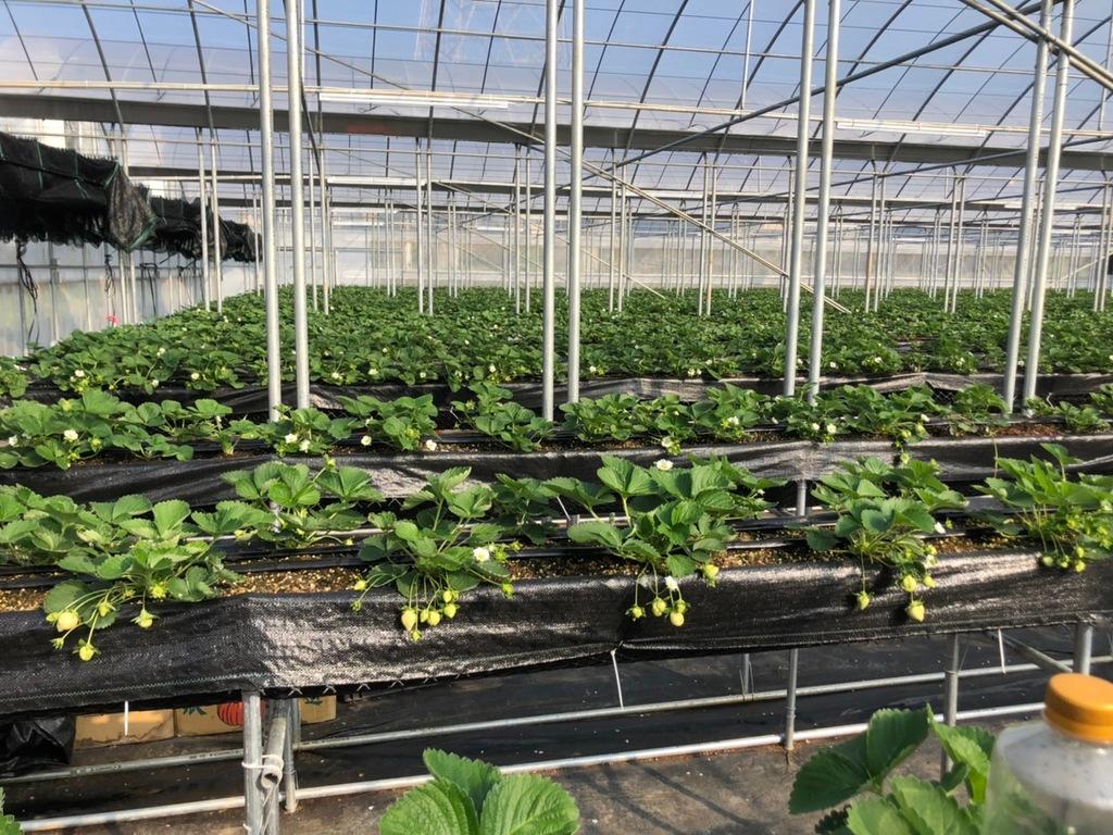 桃園採草莓 八角店高架草莓 03