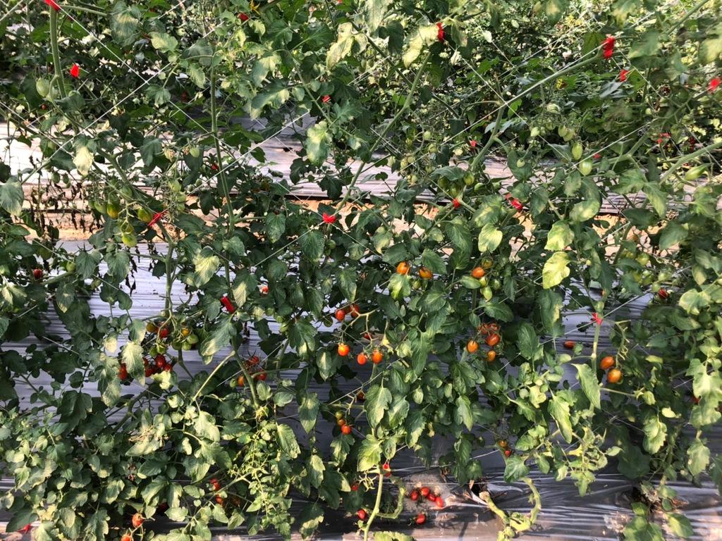 桃園採草莓 323 溫室精緻農場 01