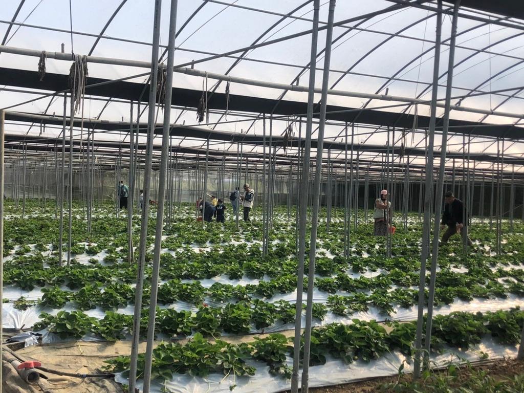 323 溫室精緻農場