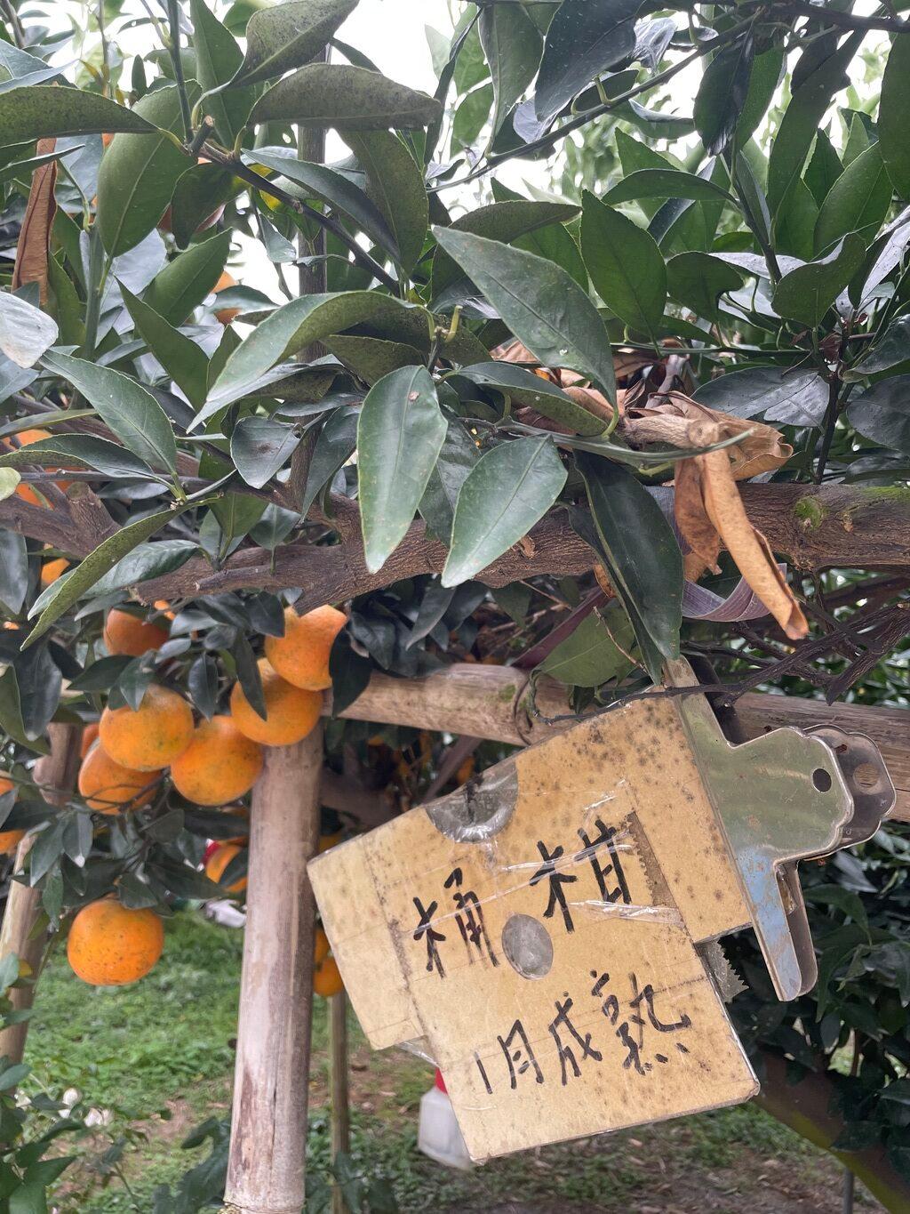 秀妹果樹園
