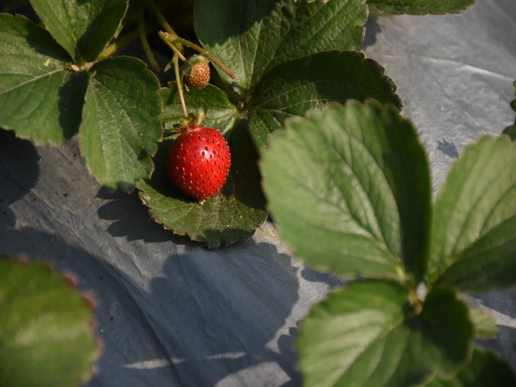 高雄採草莓 周家草莓園 03