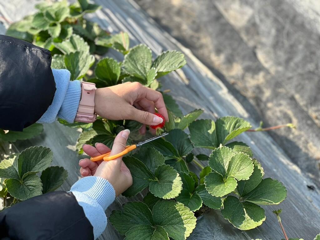 周家草莓園