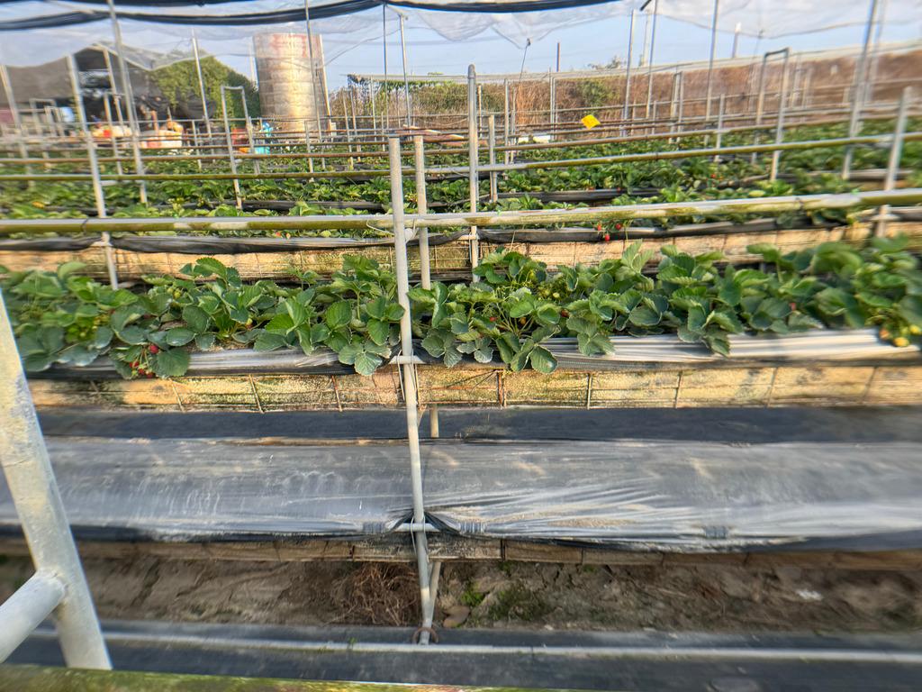 高雄採草莓 富森草莓園 02