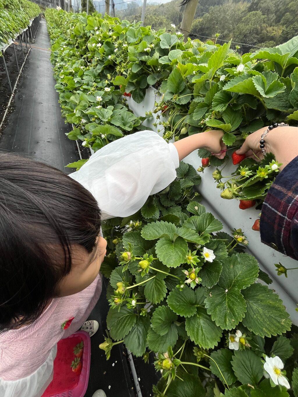 리우허 고가 우유 딸기 농장
