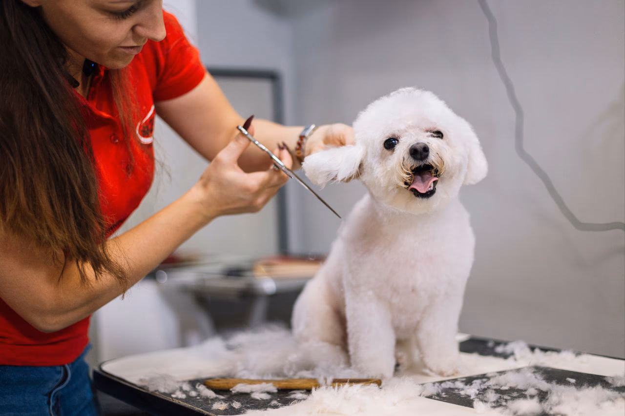 How much does it cost to bathe a dog at a pet groomer?