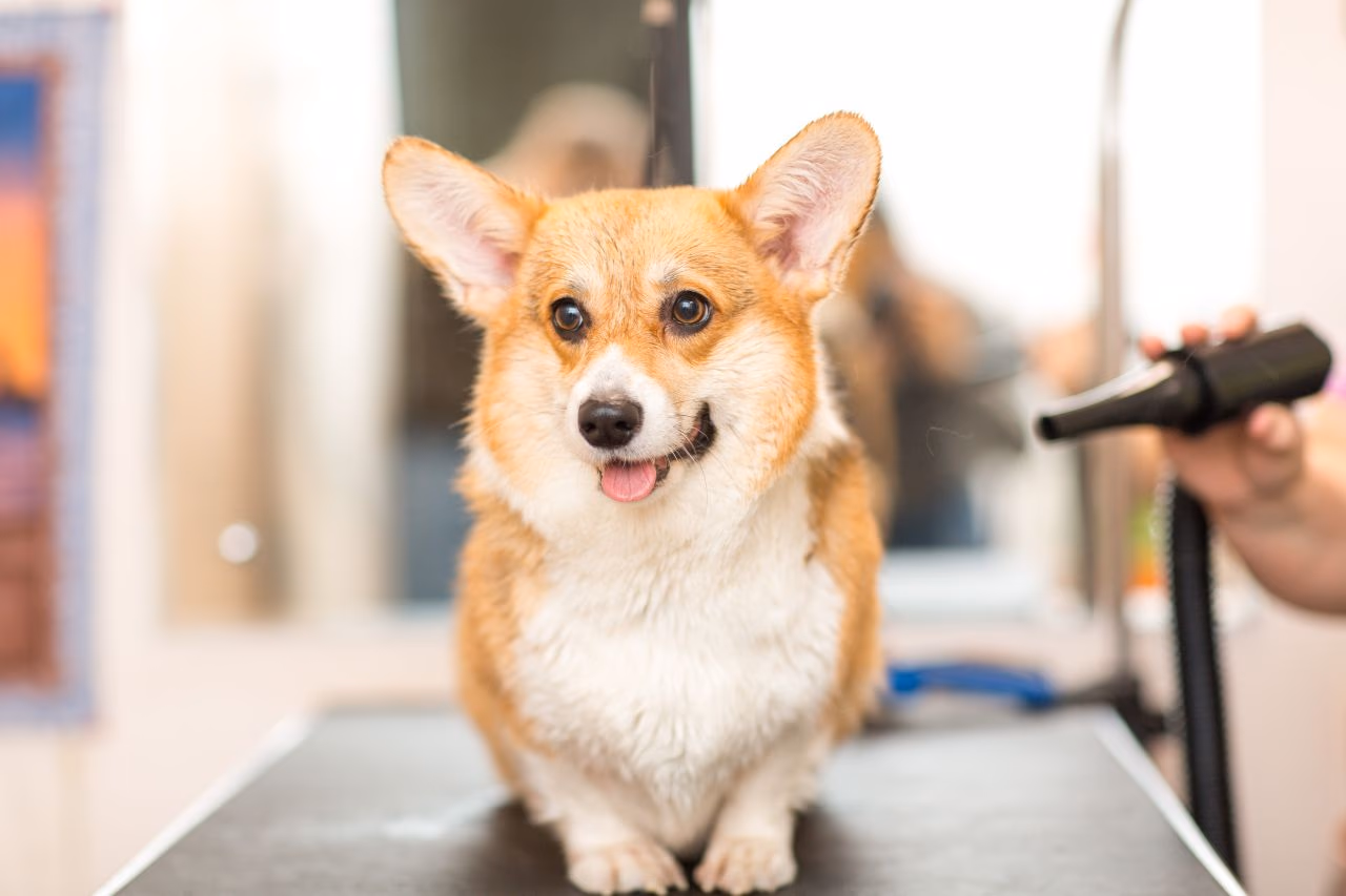 Dogs dislike baths for several reasons.