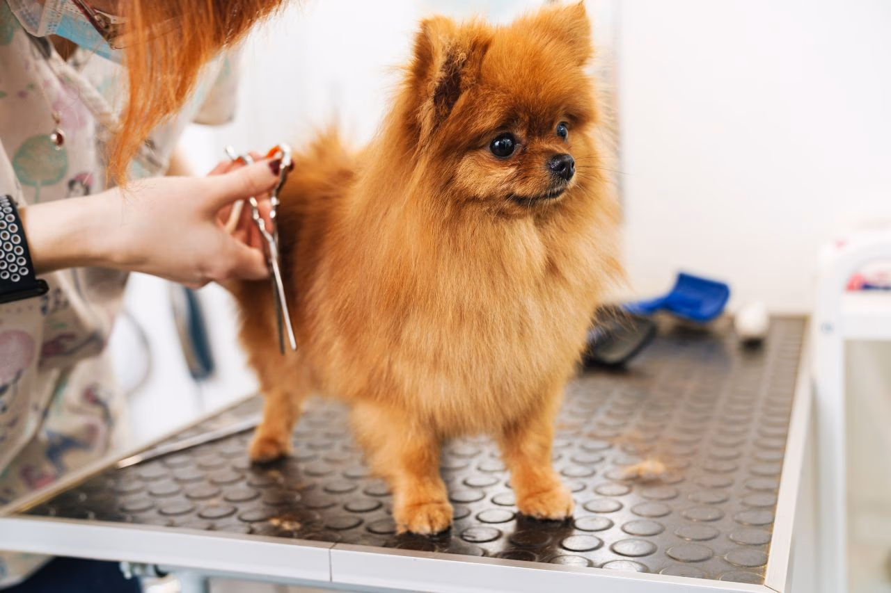 Dogs may scratch after a bath for several reasons.